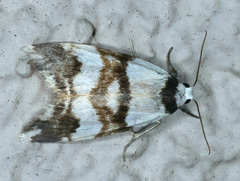 Thallarcha albicollis
