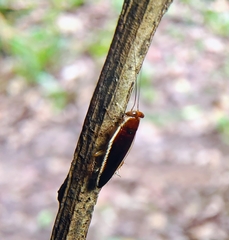 Pseudophyllodromia laticeps