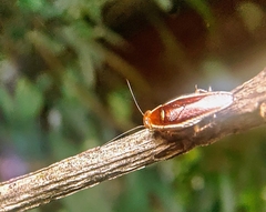 Pseudophyllodromia laticeps