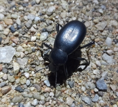 Blaps lusitanica