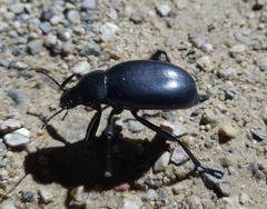 Blaps lusitanica