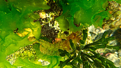 Cristiceps australis