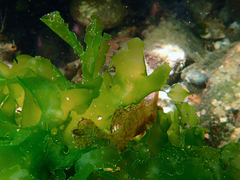 Cristiceps australis