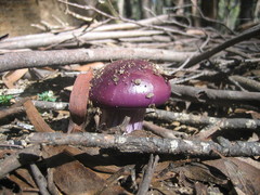 Cortinarius archeri