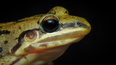 Leptodactylus fragilis