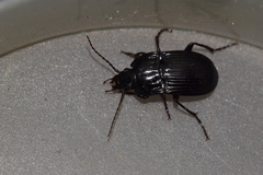 Abax ovalis