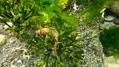 Cristiceps australis