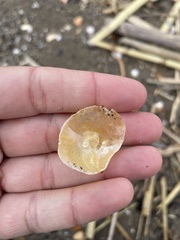 Anomia ephippium
