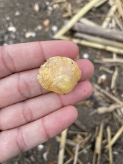 Anomia ephippium