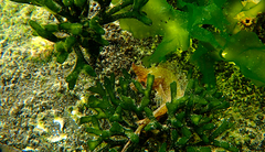 Cristiceps australis