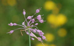 Allium carinatum