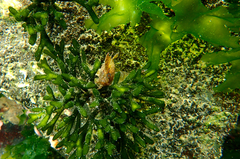 Cristiceps australis