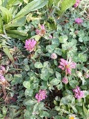Trifolium pratense