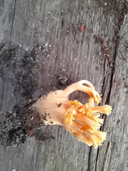 Ramaria capitata
