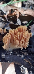 Ramaria capitata