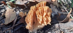 Ramaria capitata