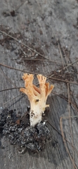 Ramaria capitata