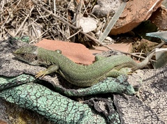 Lacerta viridis