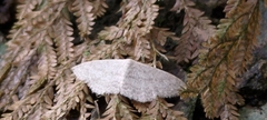 Idaea subsericeata