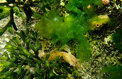 Cristiceps australis