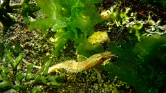 Cristiceps australis