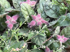 Rehmannia glutinosa