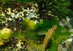 Cristiceps australis