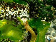 Cristiceps australis