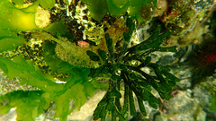 Cristiceps australis