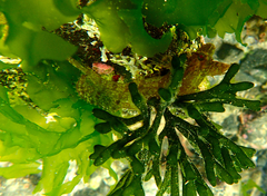 Cristiceps australis