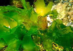 Cristiceps australis