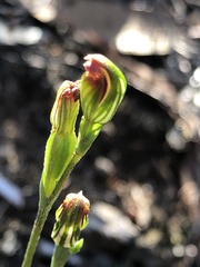 Pterostylis rubescens
