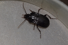Abax ovalis