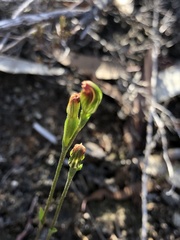 Pterostylis rubescens