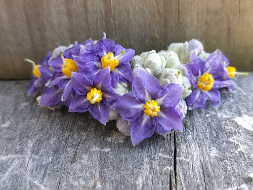 Solanum mauritianum iNat (1)