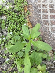 Asperugo procumbens