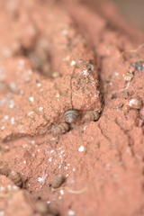Gastrocopta armigerella