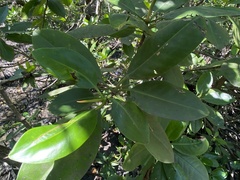 Rhizophora mucronata