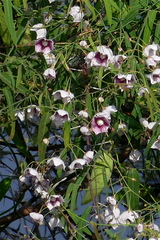 Oxystelma esculentum