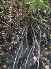 Rhizophora mucronata