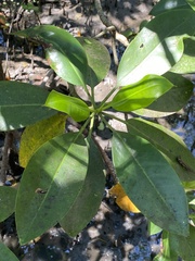 Rhizophora mucronata