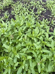 Asperugo procumbens
