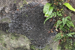 Pseudocyphellaria dissimilis