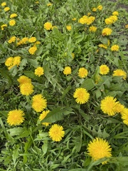 Taraxacum officinale