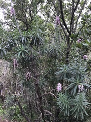 Echium virescens image