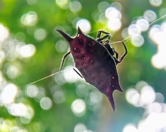Gasteracantha mengei