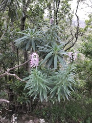 Echium virescens image