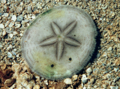 Jacksonaster depressum