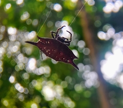 Gasteracantha mengei