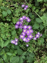 Pericallis echinata image